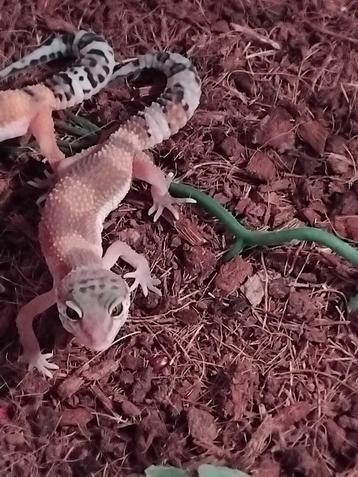 couple de geckos léopards  disponible aux enchères