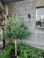 Olijfboom in pot, Ophalen, In pot, Olijfboom