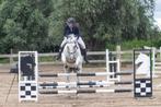 Paard zoekt ruiter, Springpaard, B, Gechipt, Ruin