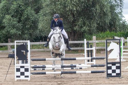 Paard zoekt ruiter, Dieren en Toebehoren, Paarden, Ruin, B, 160 tot 165 cm, 11 jaar of ouder, Springpaard, Met stamboom, Gechipt