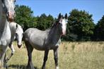 Jaarling hengstje, Dieren en Toebehoren, Pony's