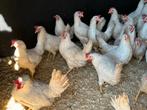 Witte leghorns aan de leg