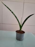 Sansevieria Varenhout Mikado, Ophalen