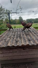 Bosfazanten hennen en hanen  geringd, Dieren en Toebehoren