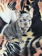 franse bulldog pups,teefje,blue merle tan, Dieren en Toebehoren, België, 8 tot 15 weken, Teef, Meerdere