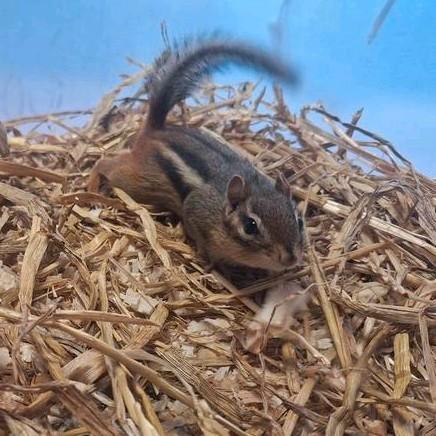 Koppel jonge oostelijke wangzak eekhoorns, Dieren en Toebehoren, Knaagdieren, Meerdere dieren, Mei, Tam