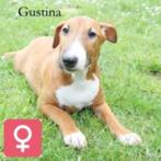 "Gus & Gustina"  X Bull Terrier pups te koop, Dieren en Toebehoren, CDV (hondenziekte), Meerdere, Meerdere dieren, Buitenland