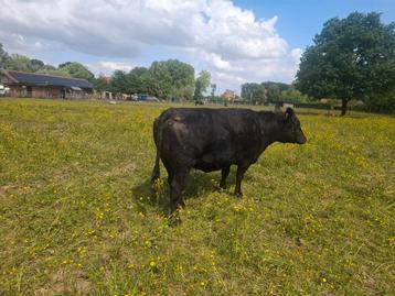 Koe rund  black angus Aberdeen  beschikbaar voor biedingen