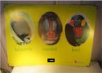 Prachtige Schoolplaat - Keizersvis / Mandril / Loeri, Antiek en Kunst, Antiek | Schoolplaten, Ophalen of Verzenden, Natuur en Biologie
