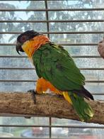 Caïque tête noire, Dieren en Toebehoren, Mannelijk, Dwergpapegaai of Agapornis, Geringd