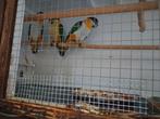 Bewezen koppel.zwartkop caique, Dieren en Toebehoren, Vogels | Parkieten en Papegaaien, Meerdere dieren, Papegaai, Geringd