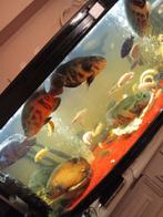 oscar goedkoop, Dieren en Toebehoren, Ophalen of Verzenden