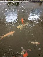 Mooi lot koi's te koop ik heb ook filmpje 12 koi's, Dieren en Toebehoren