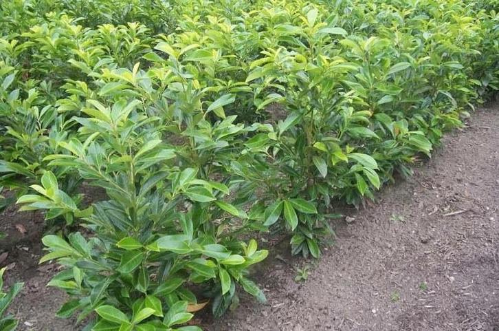 Laurier Prunus laurocerasus ‘Caucasica’, Jardin & Terrasse, Plantes | Arbustes & Haies, Haie, Laurier, Enlèvement