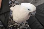 CACATOÈS ALBA MÂLE DE 4ANS APPRIVOISER, Animaux & Accessoires