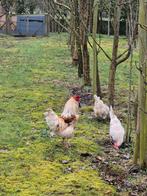 Araucana haan met kip 2025, Dieren en Toebehoren, Mannelijk, Kip