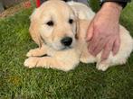 Golden Retriever Pup, Golden retriever, Chienne, Belgique, 8 à 15 semaines