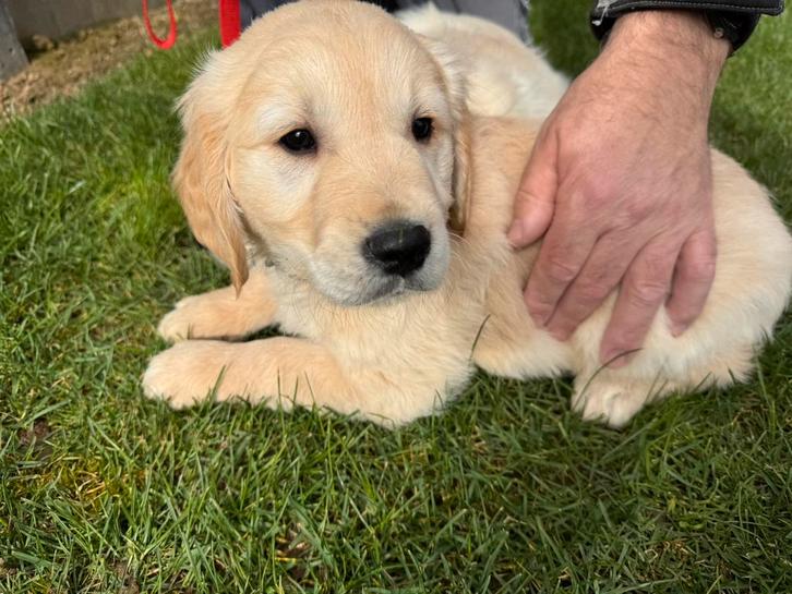 Golden Retriever Pup, Animaux & Accessoires, Chiens | Retrievers, Épagneuls & Chiens d'eau, Chienne, Golden retriever, Éleveur | Loisir