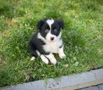 Beaux chiots border collie, Colley, Plusieurs, Hépatite contagieuse (maladie de Rubarth), Belgique