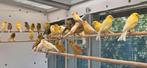Kanaries mannen te koop, Dieren en Toebehoren, Vogels | Kanaries