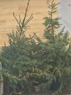 Gratis echte kerstbomen, Ophalen