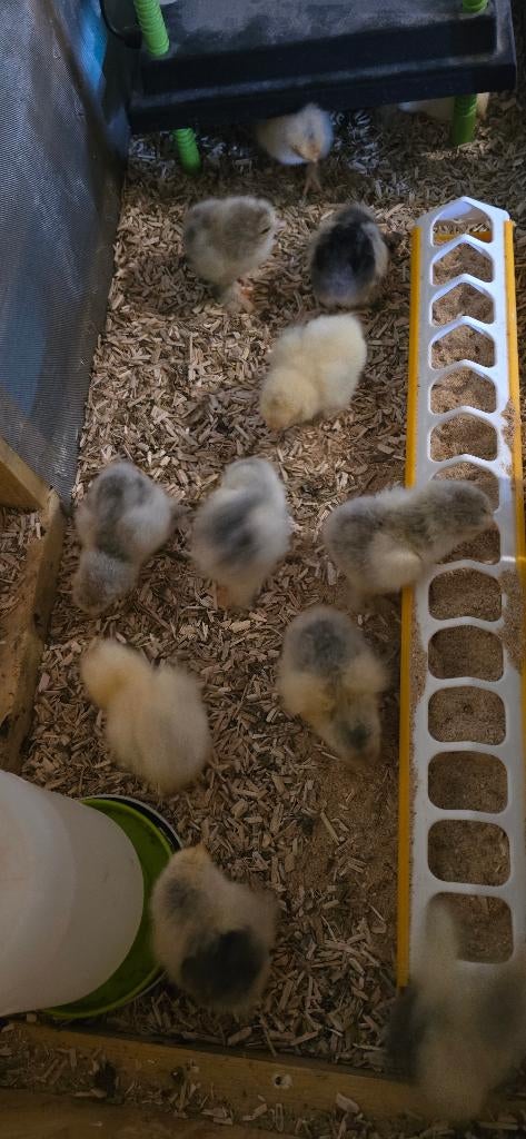 Poussin brahma, Enlèvement, Neuf