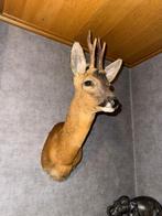 Ree, Collections, Collections Animaux, Enlèvement, Neuf, Autres, Bois ou Tête
