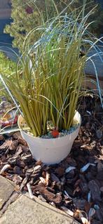 GRATIS bloempot met namaak plant afhalen Gullegem, Ophalen