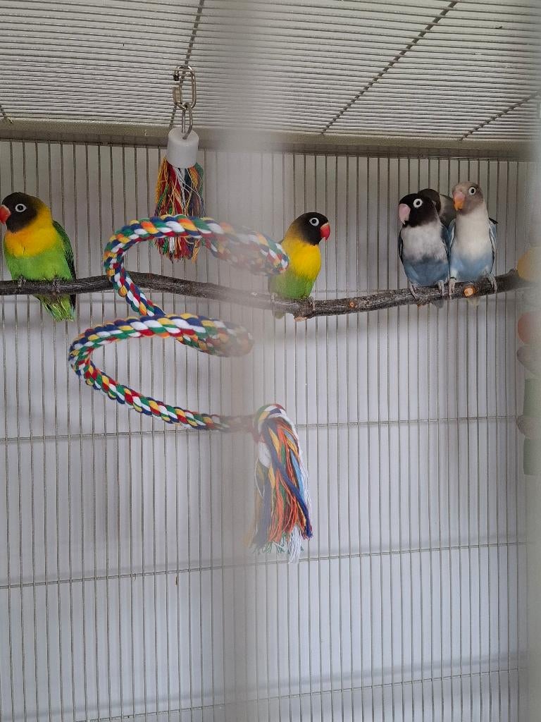 Personata, Plusieurs animaux, Perroquet nain ou Inséparable, Bagué