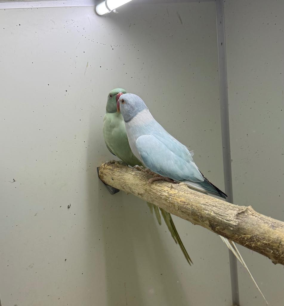 Kweekkoppel halsbandparkieten, Parkiet, Geringd