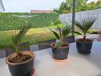 Californische palm met nieuwe bloempot, Ophalen, 100 tot 150 cm, Palm, In pot