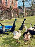 Mannelijke loopeenden, Dieren en Toebehoren, Pluimvee, Mannelijk, Eend