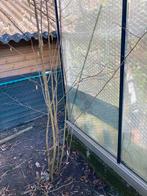 Hazelaar - 3 stuks, Ophalen, Struik