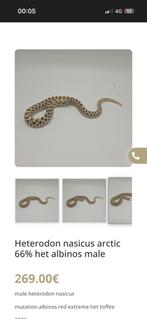 Varan des savane et Heterodon