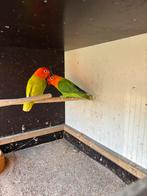 Fischeri prachtkoppel groen opaline dilute unieke kleur, Dieren en Toebehoren, Meerdere dieren, Dwergpapegaai of Agapornis, Geringd