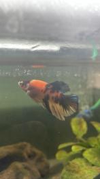 Mannelijke koi betta, Animaux & Accessoires, Poissons | Poissons d'aquarium, Poisson, Poisson d'eau douce