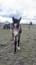 Valk jaarling merrie te koop, Dieren en Toebehoren, Merrie