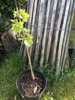 hibiscus boom, Halfschaduw, Overige soorten, 250 tot 400 cm, Ophalen