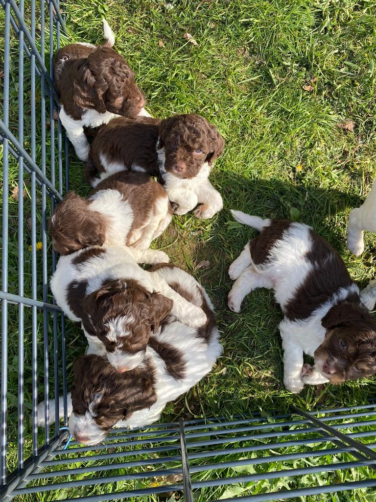 Mooie Lagotto Romagnolo pups, Dieren en Toebehoren, België, Overige rassen, 8 tot 15 weken, Meerdere