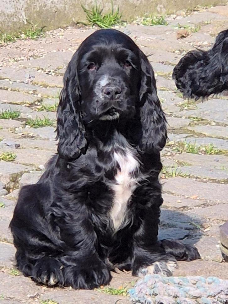 Engelse Cockerpup, Dieren en Toebehoren, Honden | Retrievers, Spaniëls en Waterhonden, Reu, Spaniël, Fokker | Hobbymatig, Eén hond