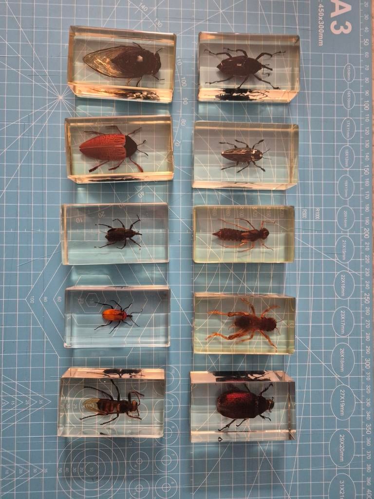 Insecten in hars, Ophalen of Verzenden