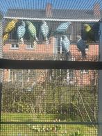 Halsbandparkieten, Dieren en Toebehoren, Mannelijk, Parkiet, Geringd