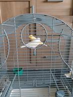 Mooie koppel kanaries(15€per stuk), Dieren en Toebehoren, Vogels | Kanaries