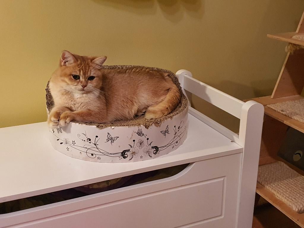 Brittish kortharige Black Golden shell, Dieren en Toebehoren, Kater, Met stamboom, 3 tot 5 jaar