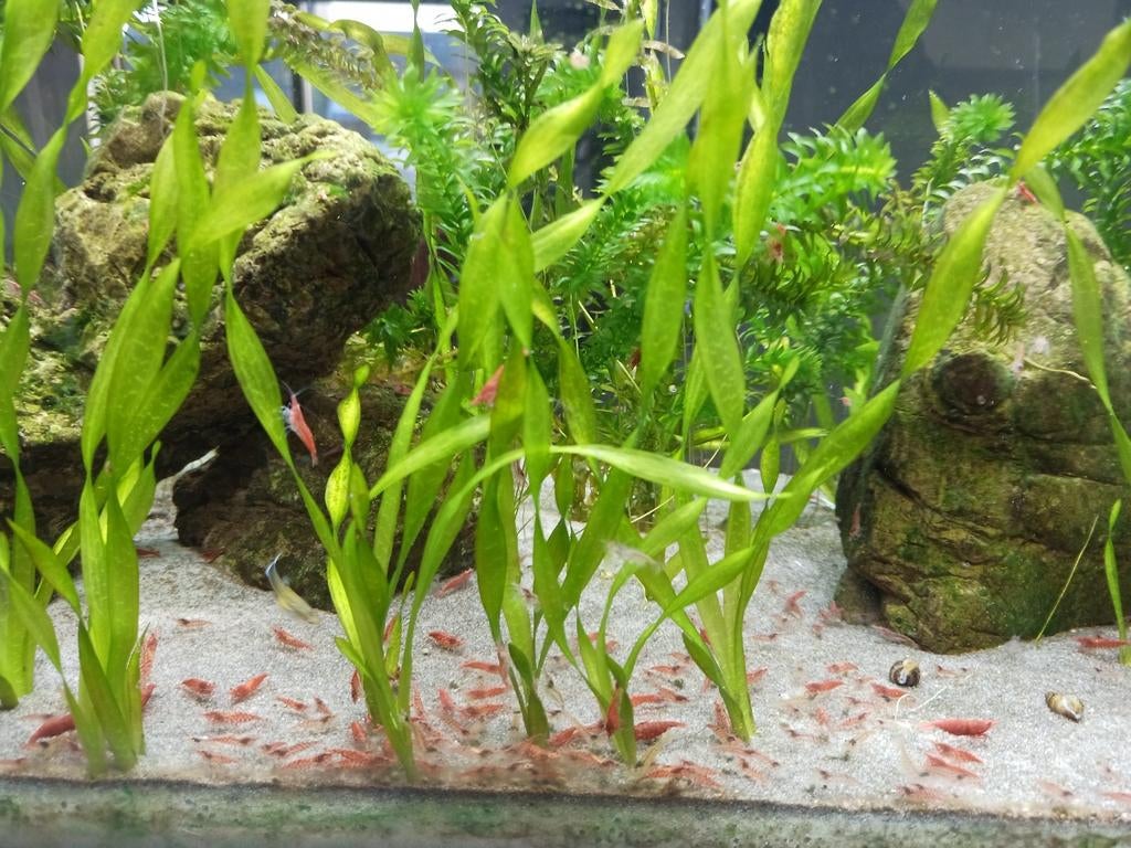 Vuurgarnalen, Kreeft, Krab of Garnaal, Zoetwatervis