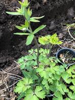 Akelei romantische ouderwetse plant, Ophalen of Verzenden