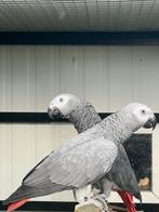 Jeune couple de perroquets roux gris., Plusieurs animaux, Perroquet, Bagué