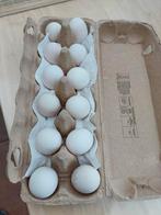 broedeieren, Dieren en Toebehoren, Geslacht onbekend, Kip