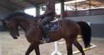 19 Jarige ruin GRATIS ophalen., Dieren en Toebehoren, Paarden, Ruin