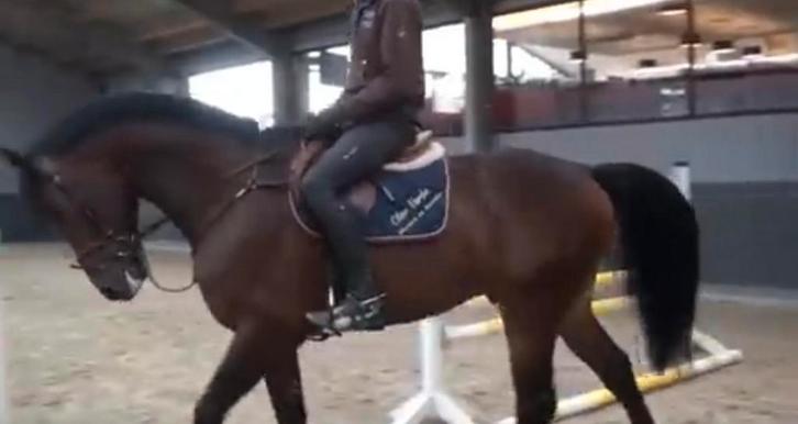 19 Jarige ruin GRATIS ophalen., Dieren en Toebehoren, Paarden, Ruin